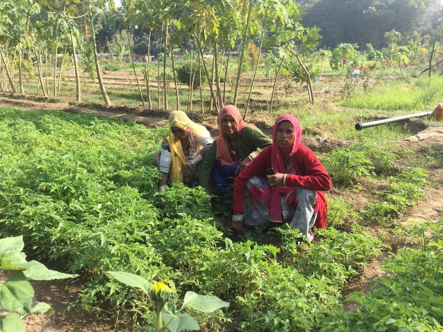 TeejaDhapu and Parsi my garden team 1200